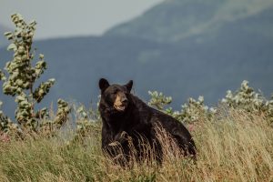 09.07.19 Alaska Wildlife Conservation Centre-34