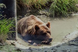 09.07.19 Alaska Wildlife Conservation Centre-53