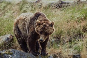 09.07.19 Alaska Wildlife Conservation Centre-65