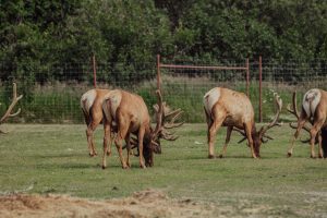 09.07.19 Alaska Wildlife Conservation Centre-91