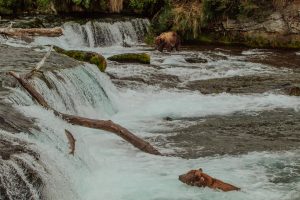 12.07.19 Brooks Falls Mum-52